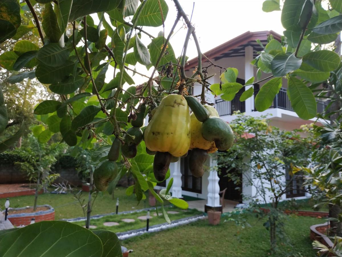 Sigiriya Cashew Palace Resort Daganapothaha Ngoại thất bức ảnh