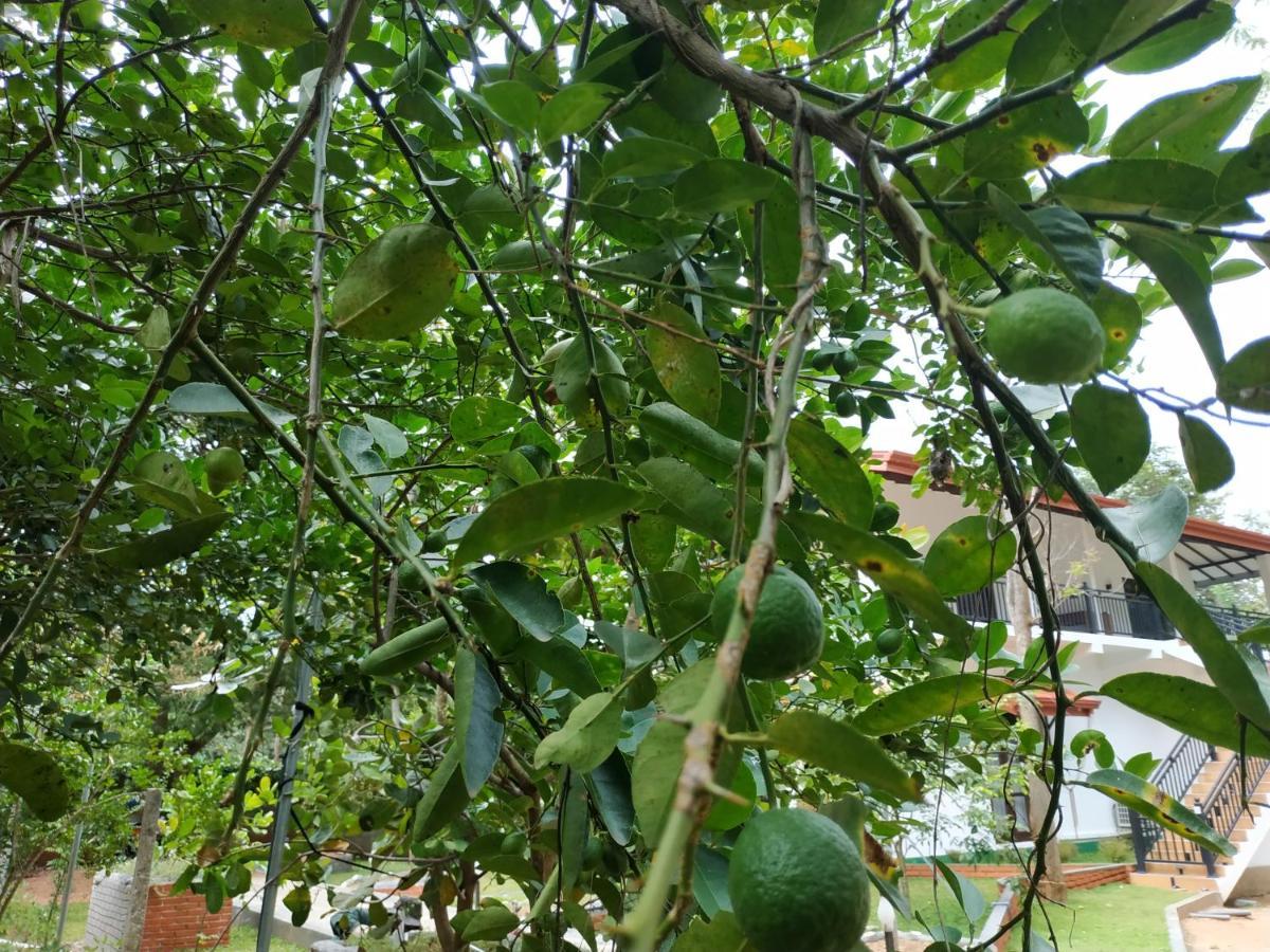 Sigiriya Cashew Palace Resort Daganapothaha Ngoại thất bức ảnh