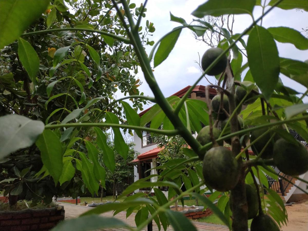 Sigiriya Cashew Palace Resort Daganapothaha Ngoại thất bức ảnh